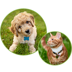 Kane County Fee Banner Image with Cat and Dog