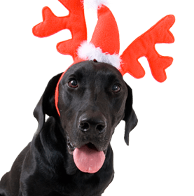 Picture of a dog with antler hat